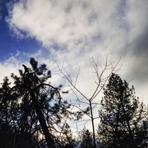Standing tall as the day fades into the darkness.