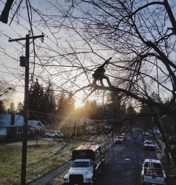 The daylight is more abundant as we cycle through nights. Always up for the journey exploring new sights. 
#arborist #climbing #spokane #tree #sunset