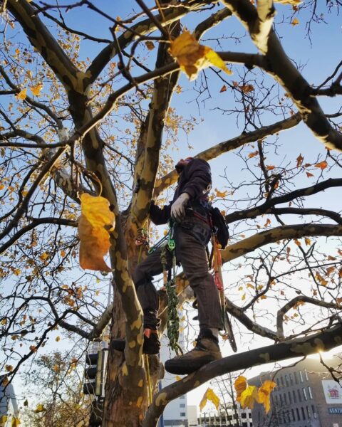 Character built with every twist of a branch, with the guidance of the sun and the nourishment of the soil.