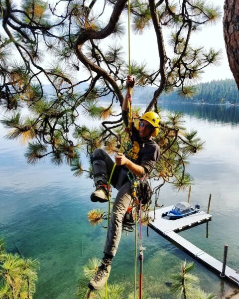 Our last day on the lake. We got the honor of pruning this majestic Ponderosa pine.