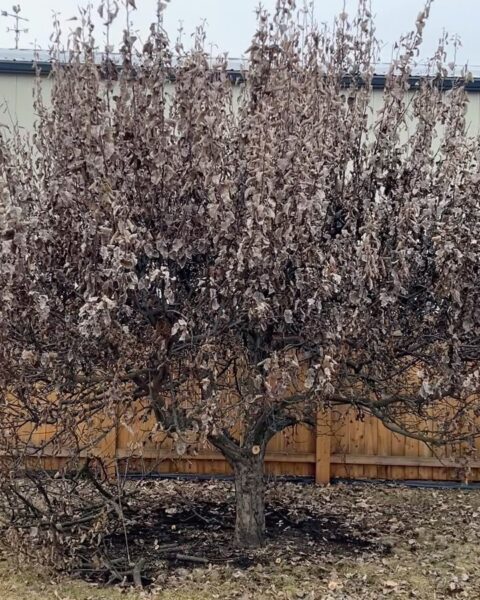 Swipe through to see the before and after shots of these two old apples that needed renovating. Certified arborists @krystnparmley and @bendelaney got after it yesterday in the cold! :)