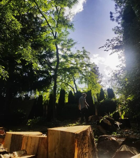 The dismantling of a tree with delicate fences around. If it fell in the woods would it make a sound? Yes, of course.