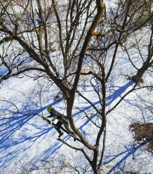 The snow will soon melt away and seep into the soil, quenching the thirst of our earthly companions.