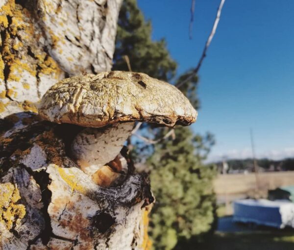 Nestled in the top of a declining cottonwood.