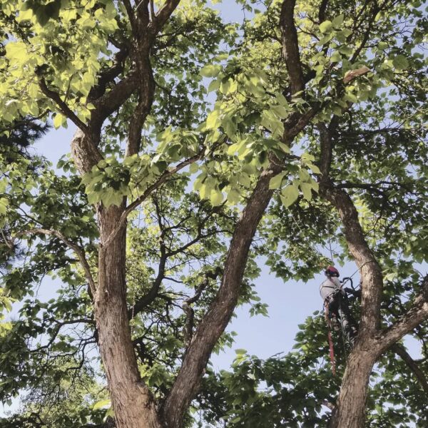 We cared for a beautiful property this week. This magnificent Catalpa was a true gift.

#arborist  #tree #arboristsofinstagram #arblife #climbing