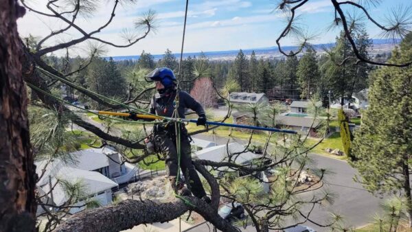 Sweet views pruning a majestic Ponderosa pine.

#climbing #arboristsofinstagram #pruning #arborist #arboriculture