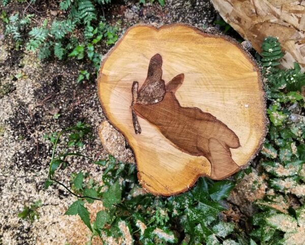 We removed a leaning Hawthorne with root decay and were gifted a cute bunny.

#arborist #arblife