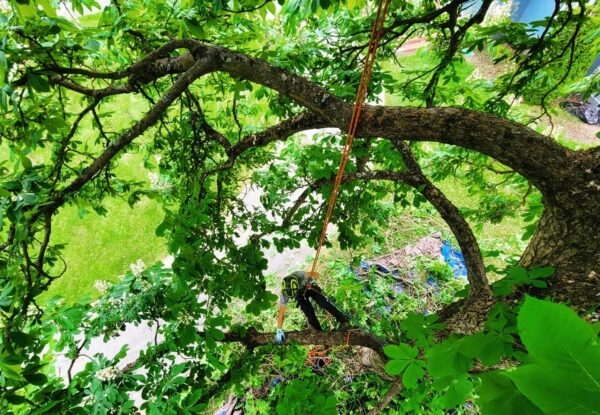 Descending down the canopy of a tropical looking Horse chestnut.