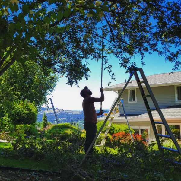 As the weather keeps getting warmer a nice patch of shade is ever welcoming.

#arborist
#climbingarborist 
#arboriculture 
#treeworker 
#silhouette