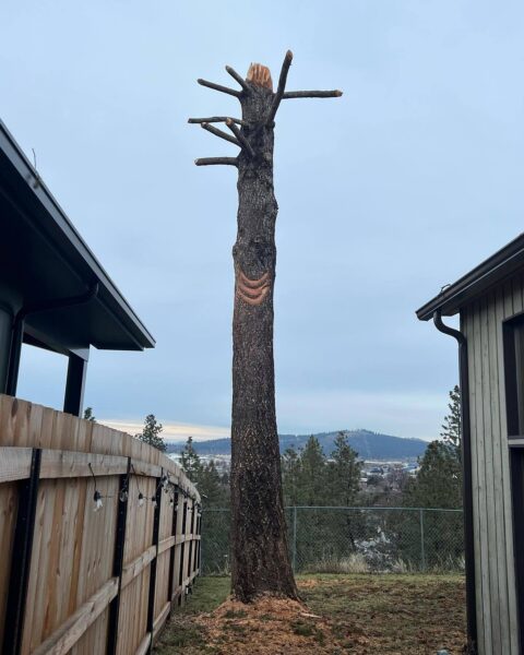 Sometimes when trees need to be taken down we are able to repurpose them as wildlife snags. These dead trees are incredibly important features within natural forests as well as the urban environment as they provide habitat for a variety of creatures (including the bats we hope will inhabit those slats on the front side of this one). 

The very next day after @bendelaney made this snag, a young eagle came to check it out! (Last slide)