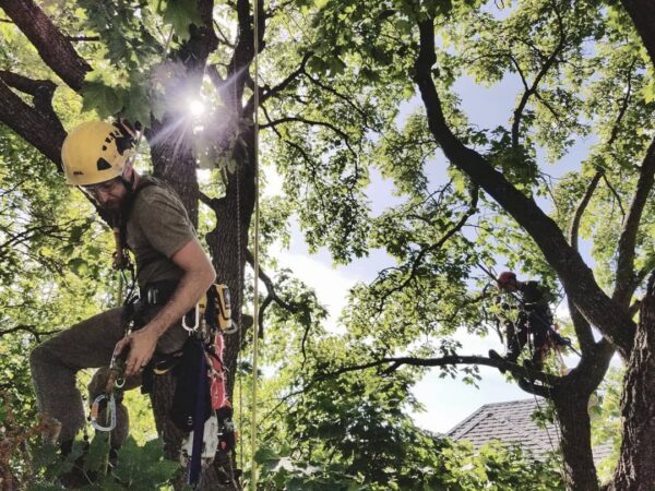 The swaying of a tree is an experience every being can enjoy. All your overwhelming thoughts melt away, a restart and a new beginning.

#arborist #climbing #arboristsofinstagram