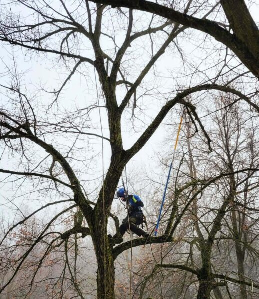 Winter allows us to see a deciduous trees full form and make impactful structural pruning cuts that can correct foliage hidden defects.