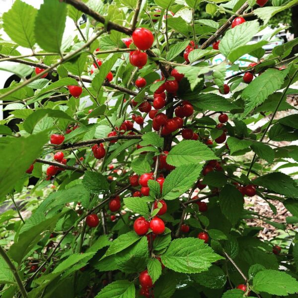 Nanking cherry! Love these bushes with sweet/tart jewels of fruit. Easily pruned in a variety of forms.