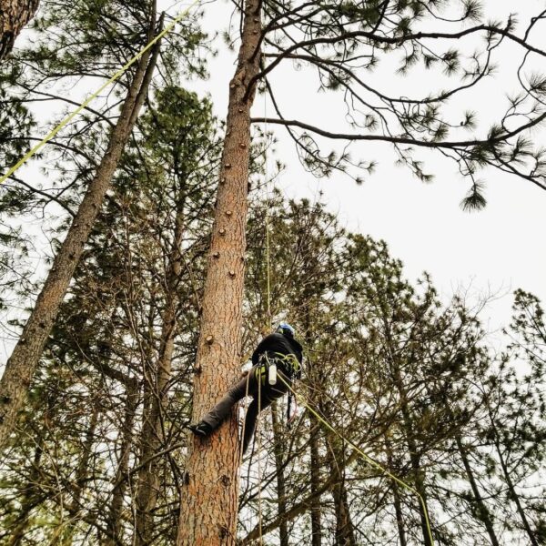 Amber cleaning some pines on a south hill property rejuvenation.
#spokane #arborist #climbing