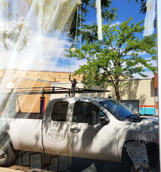 We'd like to introduce Isaiah, our newly certified arborist working on his first street tree in the Garland distict.🌳

#climbingarborist 
#certified 
#arboriculture 
#Arborist