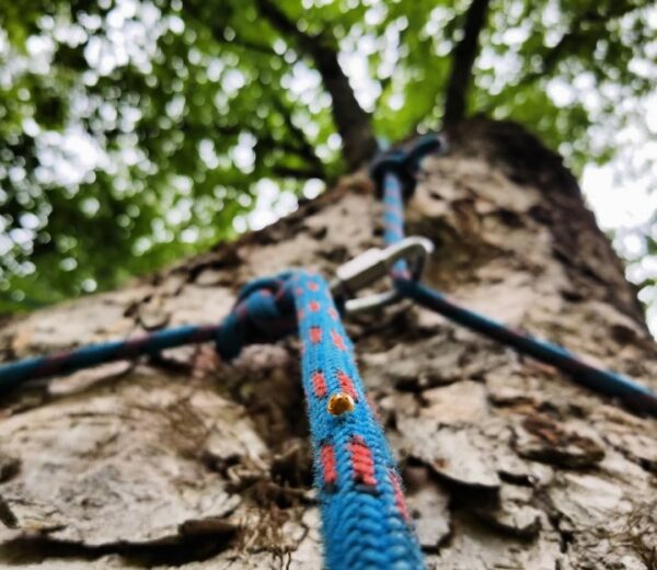 These lady bugs took initiative to safely climb the trees we were pruning. They ascended using our ropes and continued forward on their journey to a tasty buffet.