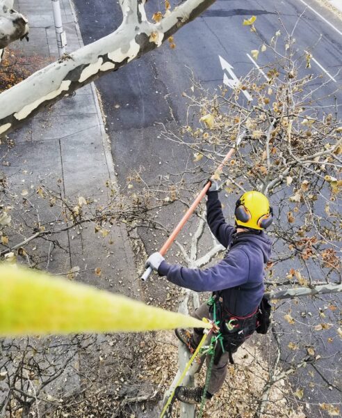 Today we cared for trees in the downtown Spokane area.  Making it safer for pedestrians and helping the trees with a well needed cleanse.