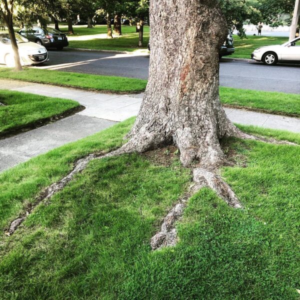 We are frequently asked how to get rid of roots that come up in peoples lawns. Often it’s just a perspective shift that is needed. Instead of perfect clean lawns, the texture of roots can enrich the landscape. #treeroots
