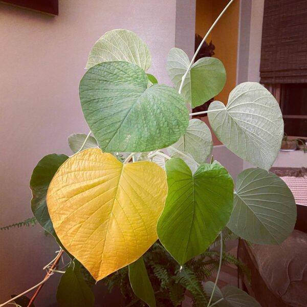 This wood rose let’s me know when I have forgotten to water it by shedding one leaf, a yellow flag to get my attention.