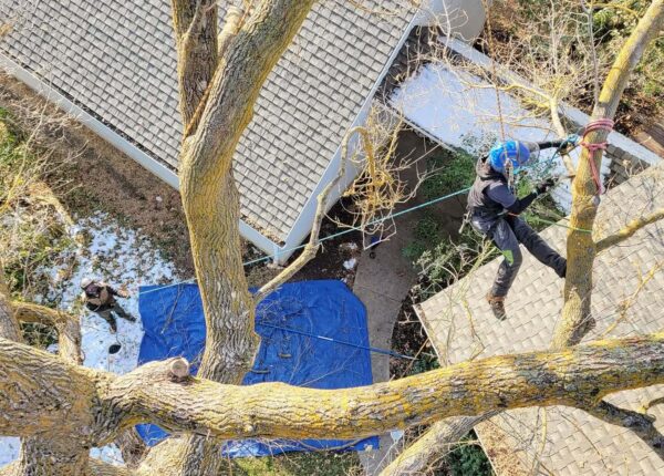 Team work to achieve house clearance yesterday morning. 

#arborist #arblife #climbing
#arboristsofinstagram