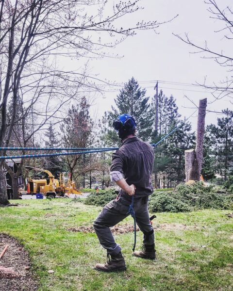 Hazardous spruce removal.
