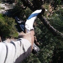 Tree Pruning