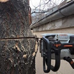 Tree Removal